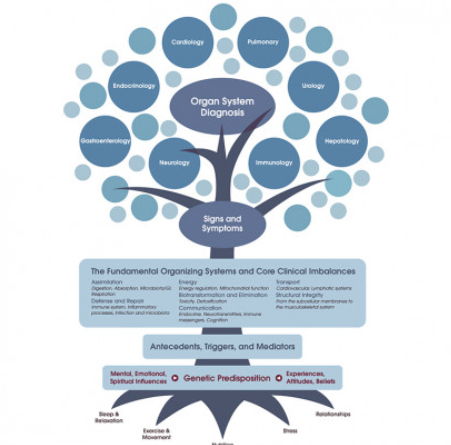 functional medicine tree illustration