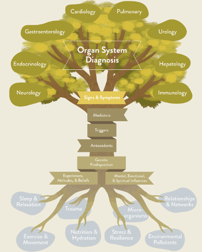 functional medicine tree illustration