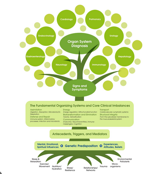 functional medicine tree illustration